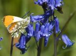 Male orange-tipped butterfly on bluebells - Bob Coyle